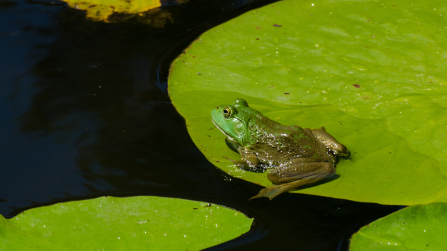 Bullfrog Contemplating the Leap.