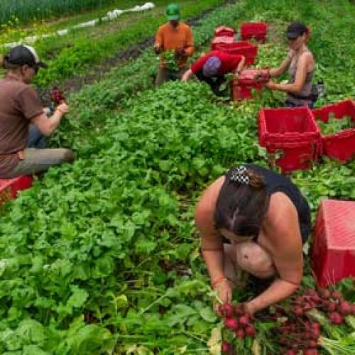 radish harvest at Evening Song Farm