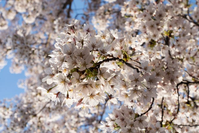 Cherry Blossom trees in full bloom at Branch Brook Park in Newark, NJ on Tuesday April 9, 2024. The Essex County park has a collection of 18 varieties of Japanese Flowering Cherry Blossom trees; with 5,300 trees it is the largest collection of trees in the United States.