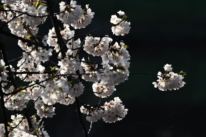 Cherry Blossom trees in full bloom at Branch Brook Park in Newark, NJ on Tuesday April 9, 2024. The Essex County park has a collection of 18 varieties of Japanese Flowering Cherry Blossom trees; with 5,300 trees it is the largest collection of trees in the United States.