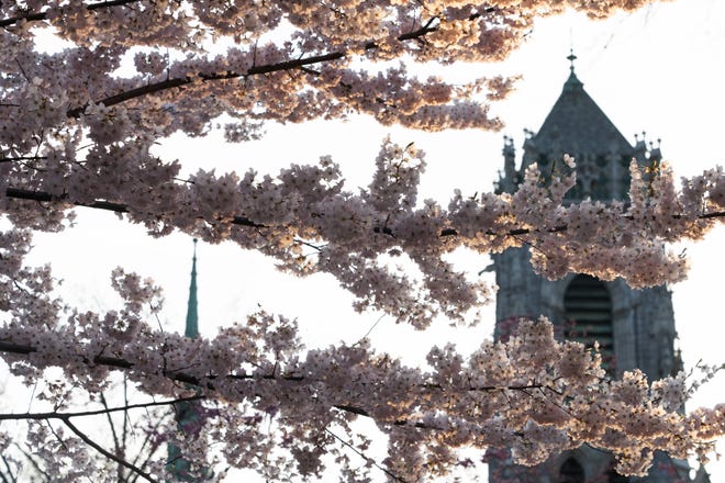 Cherry Blossom trees in full bloom at Branch Brook Park in Newark, NJ on Tuesday April 9, 2024. The Essex County park has a collection of 18 varieties of Japanese Flowering Cherry Blossom trees; with 5,300 trees it is the largest collection of trees in the United States.