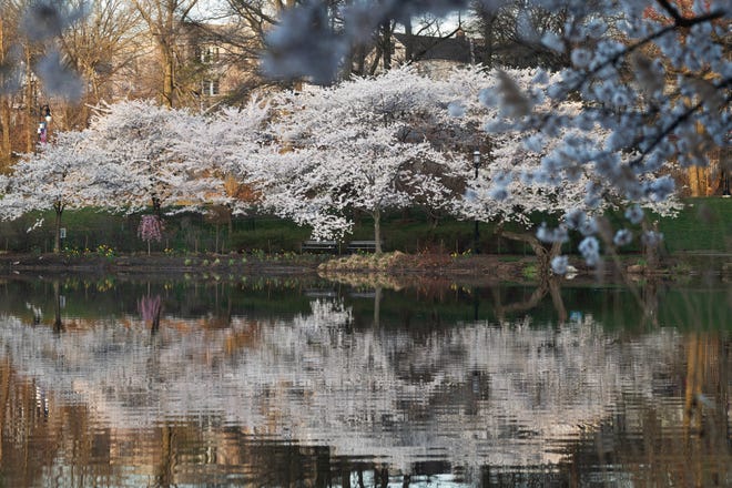 Cherry Blossom trees in full bloom at Branch Brook Park in Newark, NJ on Tuesday April 9, 2024. The Essex County park has a collection of 18 varieties of Japanese Flowering Cherry Blossom trees; with 5,300 trees it is the largest collection of trees in the United States.