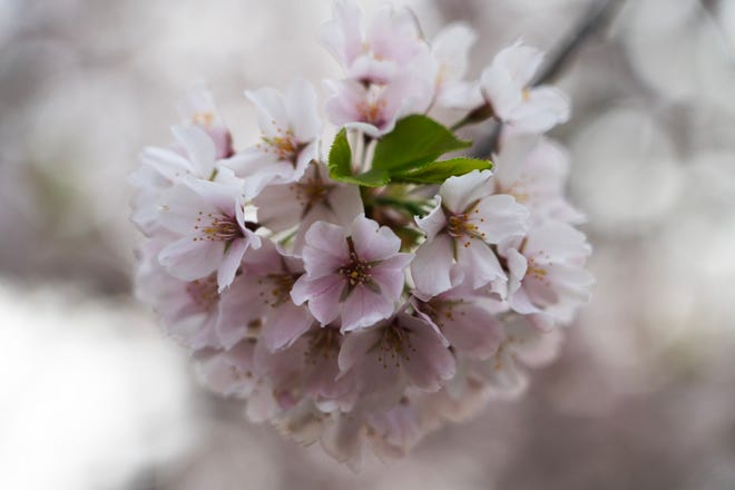 Cherry Blossom trees in full bloom at Branch Brook Park in Newark, NJ on Wednesday April 10, 2024. The Essex County park has a collection of 18 varieties of Japanese Flowering Cherry Blossom trees; with 5,300 trees it is the largest collection of trees in the United States.