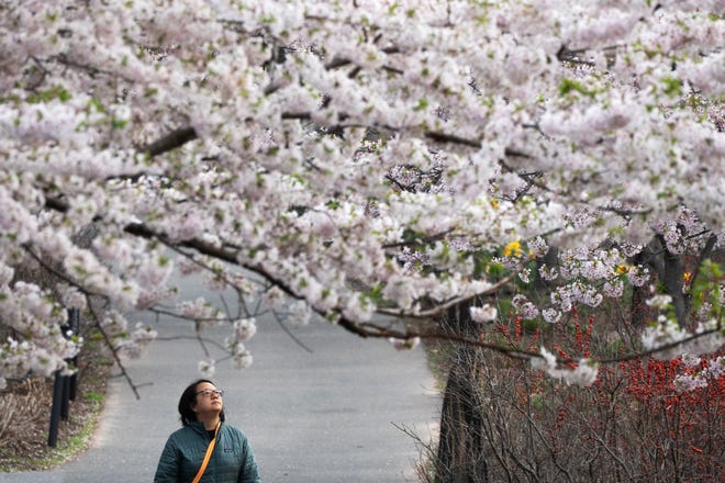 Cherry Blossom trees in full bloom at Branch Brook Park in Newark, NJ on Wednesday April 10, 2024. The Essex County park has a collection of 18 varieties of Japanese Flowering Cherry Blossom trees; with 5,300 trees it is the largest collection of trees in the United States.