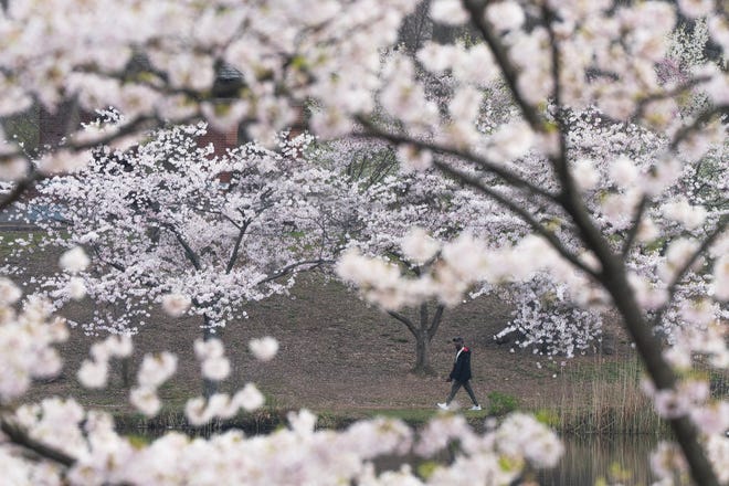 Cherry Blossom trees in full bloom at Branch Brook Park in Newark, NJ on Wednesday April 10, 2024. The Essex County park has a collection of 18 varieties of Japanese Flowering Cherry Blossom trees; with 5,300 trees it is the largest collection of trees in the United States.