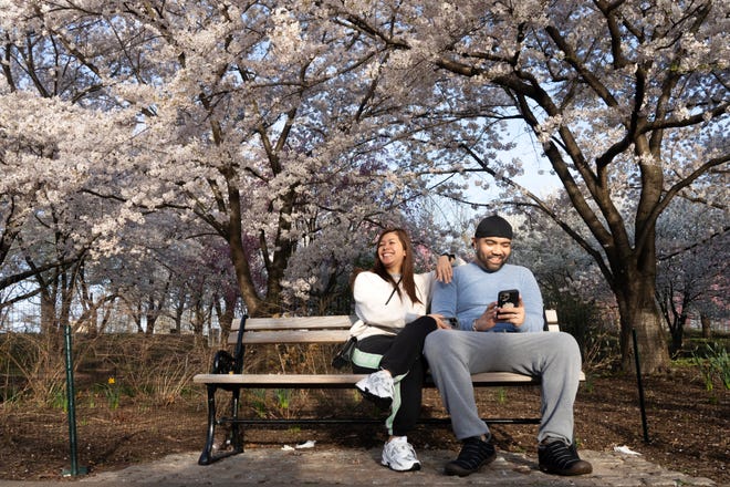 Cherry Blossom trees in full bloom at Branch Brook Park in Newark, NJ on Tuesday April 9, 2024. The Essex County park has a collection of 18 varieties of Japanese Flowering Cherry Blossom trees; with 5,300 trees it is the largest collection of trees in the United States.