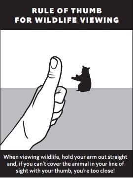 Rule of Thumb for viewing wildlife.  A hand is held out with a thumb up.  a bear is in the distance.  Text: when viewing wildlife, hold your arm out straight and, if you can't cover the animal in your line of sight with your thumb, you're too close!