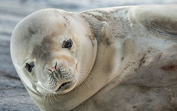 Crabeater seal at Palmer Station