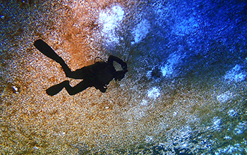 A researcher dives under diatom-coated sea ice in the Ross Sea