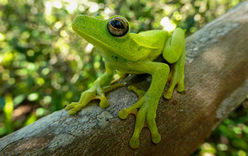 White-edged tree frog (Boana albomarginata)