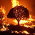 Tree burning in fire
