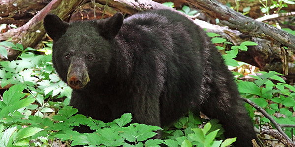 Black Bear