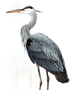 Blue Heron