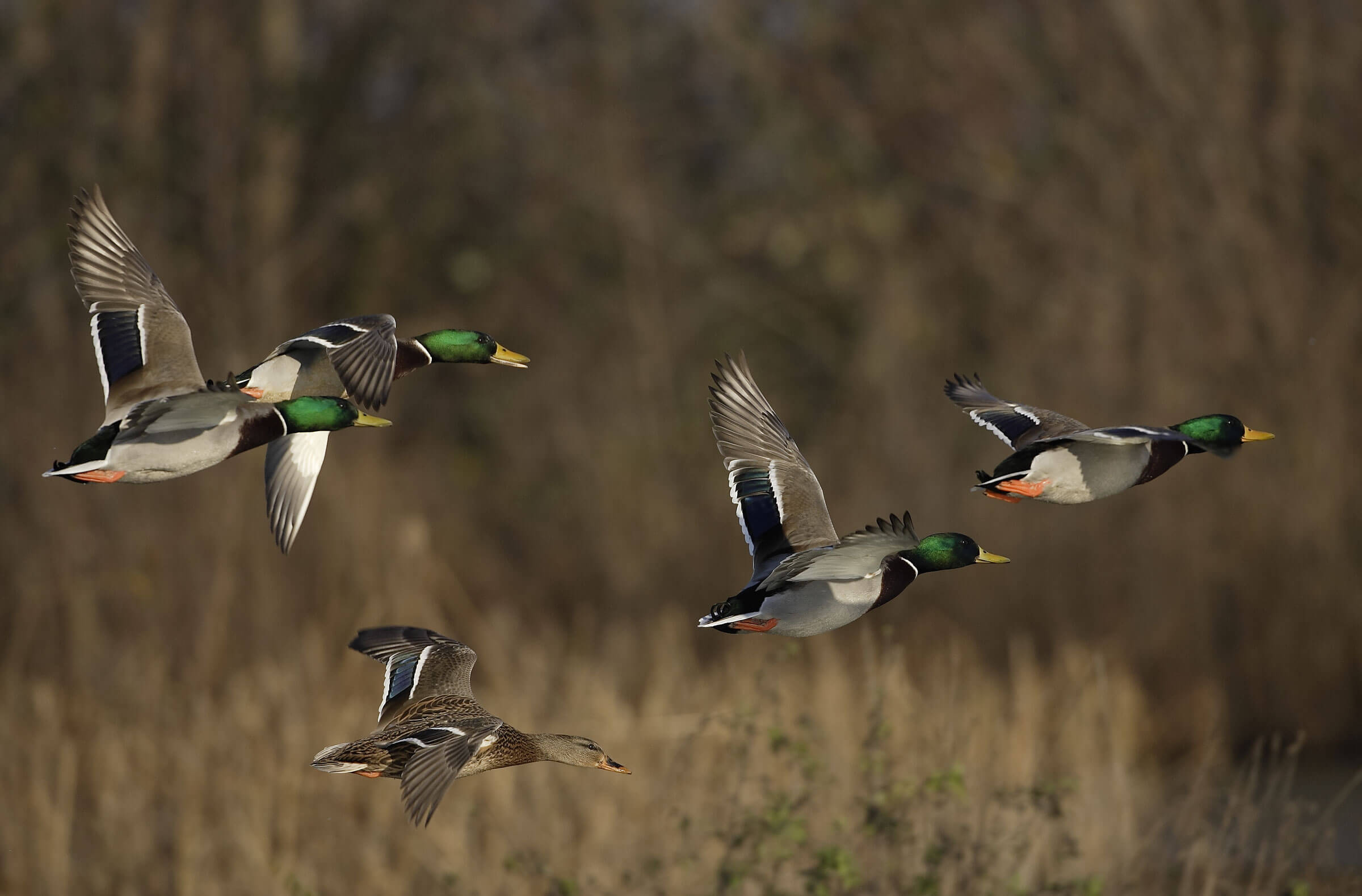 Goose And Duck Hunts