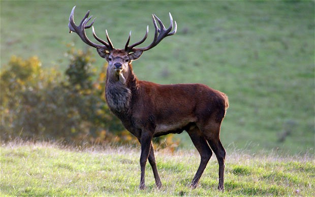 Red Stag Hunts