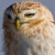 Qatar's Little Owls: A Pleasant Morning Su...