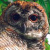 Mottled Wood Owl