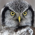 Northern Hawk Owl