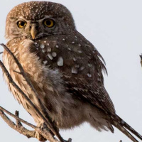 Pearl-spotted Owlet