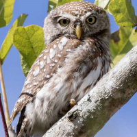 Pearl-spotted Owlet