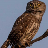 Pearl-spotted Owlet