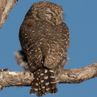 Pearl-spotted Owlet