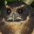 Tawny-browed Owl