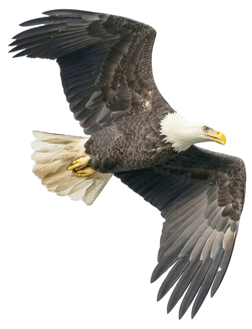 Bald eagle in flight