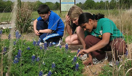 Children studying flowers