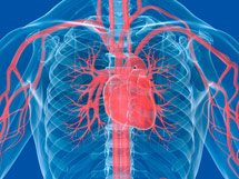 illustration of heart in chest