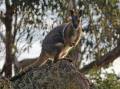 The number of endangered yellow-footed rock-wallabies in NSW is on the rise. Photo: HANDOUT/DPIE