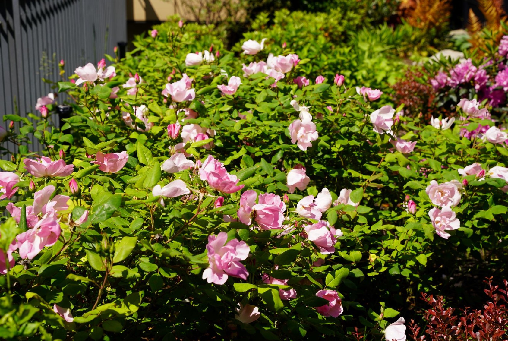 Elmhurst Library Garden