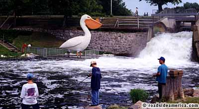 Big Pelican.