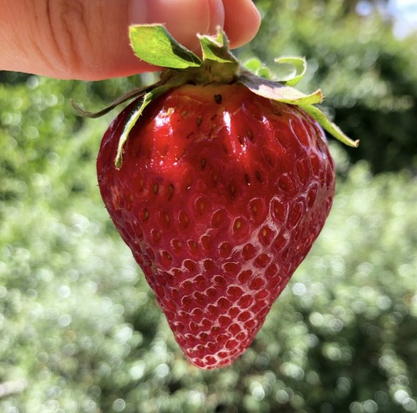 strawberry