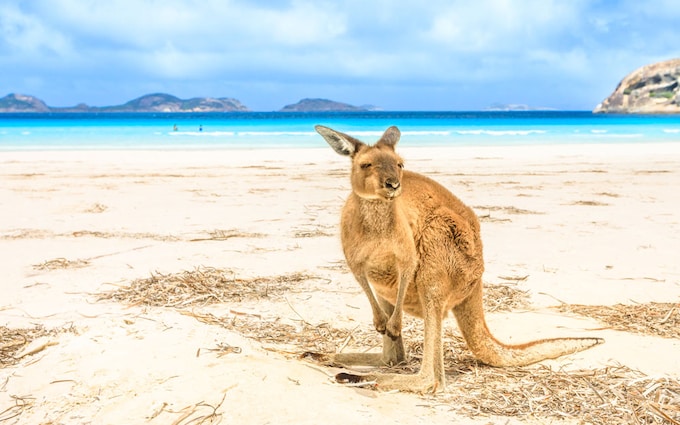 Lucky Bay, Western Australia