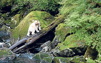 In search of Canada's ghost bear