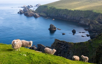 Shetland sheep at a clifftop edge