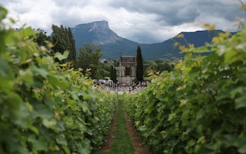 A view in between some vines of the peloton going past