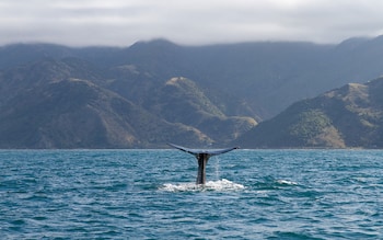 sperm whale fin pops out of the water