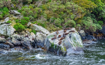 seals on a rock at Milford Sound 