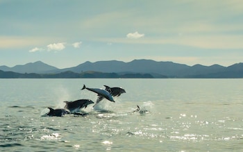 dolphins jump out of the water