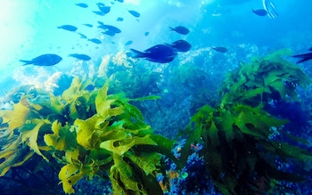 underwater at Poor Knights island marine reserve