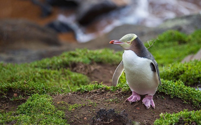 yellow eyed penguin