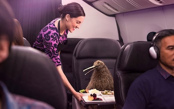 pete the kiwi being served food on air new zealand flight