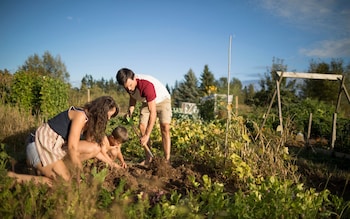 Digging on the allotment