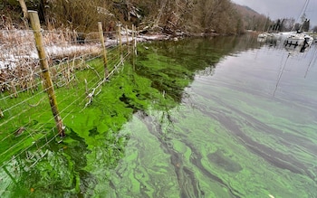 An algal bloom in Lake Windermere