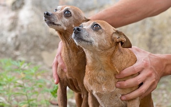 Two small dogs