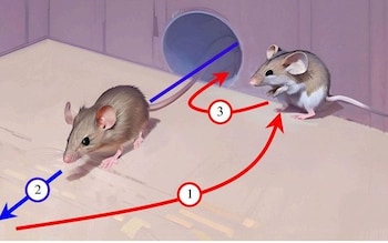 Behaviour dubbed by scientists as the 'deceptive dodge' is common among mice and involves them hiding by an entrance when being chased and ducking back out before their pursuer notices