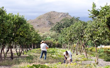 Babylonstoren