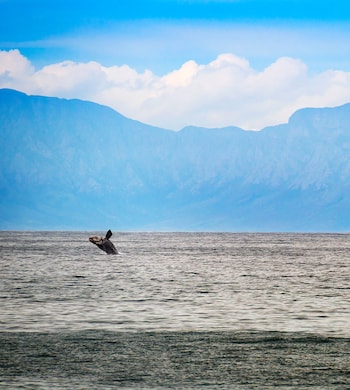 5-south-africa-de-hoop-southern-right-whale